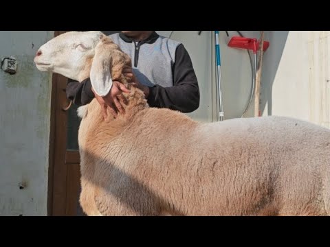 Видео: Арашан куйлар сотилади☎️+998993920005