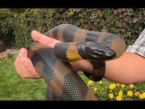 Видео: Редкие и редчайшие змеи. Околоавстралийские питоны