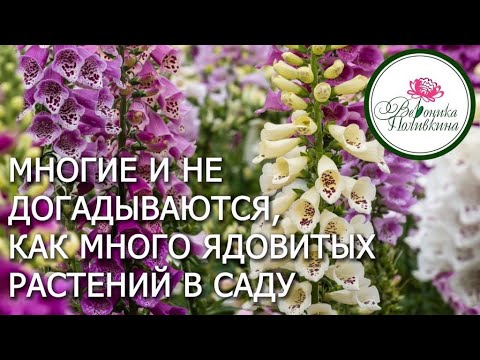 Видео: ЯДОВИТЫЕ РАСТЕНИЯ В САДУ