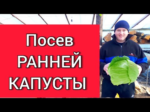 Видео: Посев РАННЕЙ КАПУСТЫ