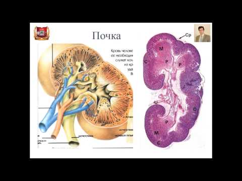 Видео: Лекция № 24. Органы мочевой системы -2. Гистологическое строение.