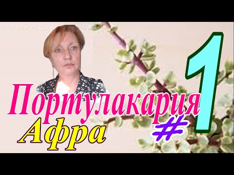 Видео: Портулакария Афра/Portulacaria afra #1 Октябрь 2025