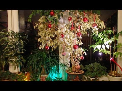 Видео: комнатные растения в декабре (2018)