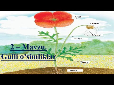 Видео: Gulli o'simliklar 2-Mavzu 6 Biologiya / Гулли усимликлар 2-Мавзу