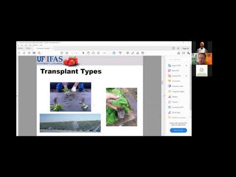 Видео: Выращивание сортов клубники из Флориды