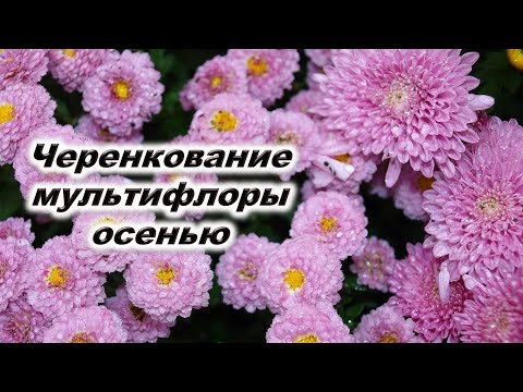 Видео: Черенкование хризантемы мультифлора осенью. Какие черенки укореняются В чем укоренять Тепличка для ч