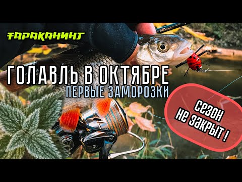 Видео: ГОЛАВЛЬ В ОКТЯБРЕ! Тараканинг в заморозки. Осенняя рыбалка!