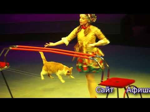 Видео: Цирк в Симферополе 7 января 2018 года