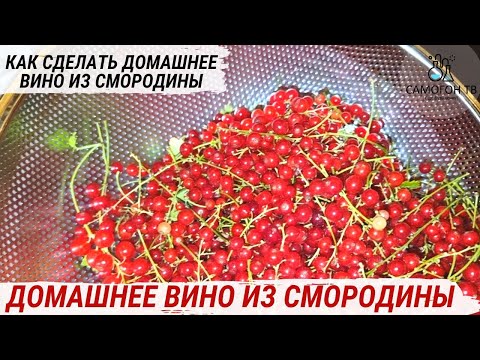 Видео: ДОМАШНЕЕ СМОРОДИНОВОЕ ВИНО. Как сделать домашнее вино из красной смородины просто #домашнеевино
