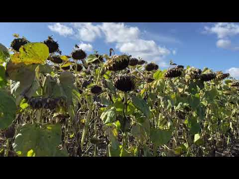 Видео: 27.09.21 Які добрива внести з оранкою під кукурудзу// Питання-відповідь