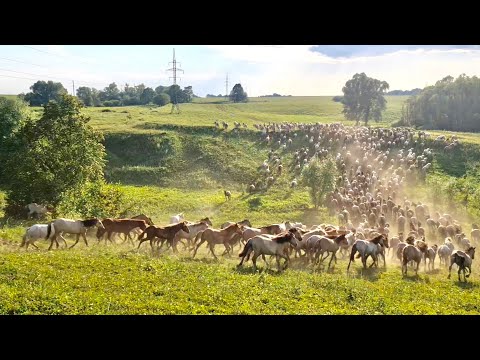 Видео: КФХ Идиятуллин/ Проведал Лошадей / Продолжаем заготовку сена 2022