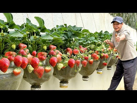 Видео: Я больше никогда не буду покупать клубнику после того, как узнал этот метод выращивания