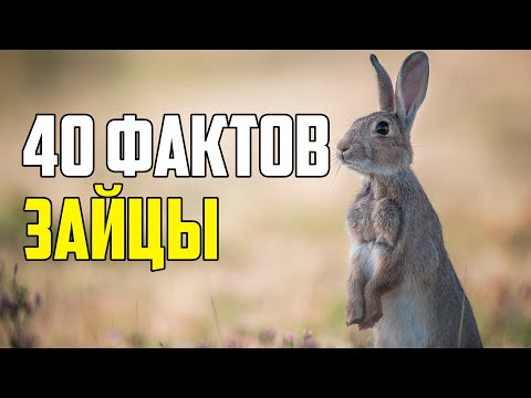 Видео: 40 ИНТЕРЕСНЫХ ФАКТОВ О ЗАЙЦАХ