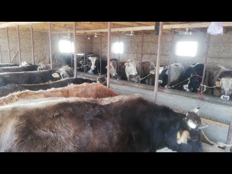 Видео: Бука багуу🐂 компактный сарай.