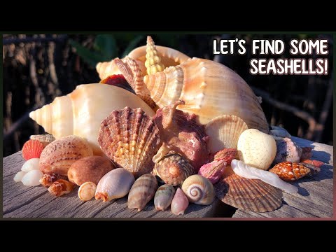 Видео: Что находится в каменных лужах? | Поиск ракушек и живых существ во время отлива