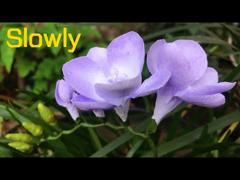 Видео: ABC TV | Как сделать цветок фрезии из бумаги (медленно) - Учебник по рукоделию