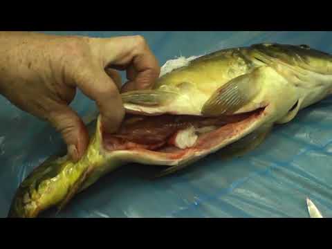 Видео: 71 Вскрытие карпа