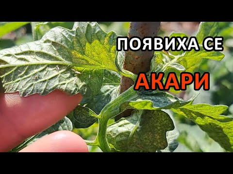Видео: Акари по доматите - как се справям с тях / Градина без копане / Tony's permaculture garden