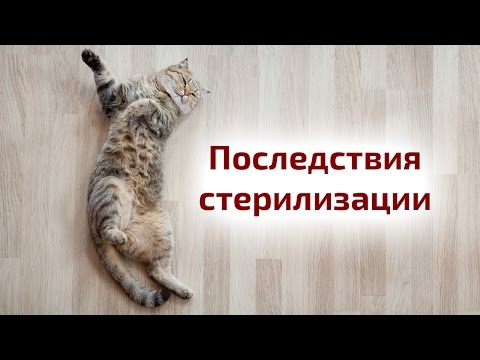 Видео: Стерилизация и кастрация кошек: плюсы и минусы стерилизации. Кошка просит кота