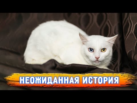 Видео: Белянка потерялась, а уже отправка в новую семью. Неожиданное пристройство пугляшки, как это было?