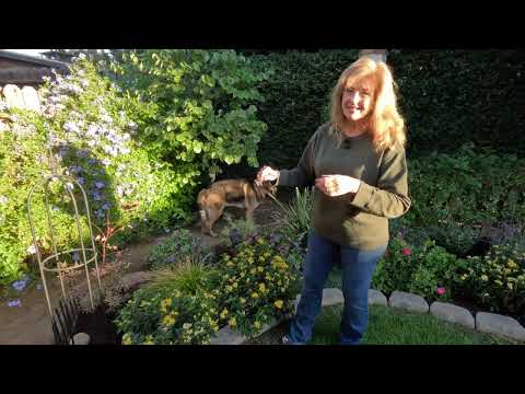 Видео: Осенний тур по саду на заднем дворе и обновление патио 2025