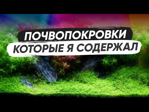 Видео: Почвопокровные аквариумные растения, которые я содержал