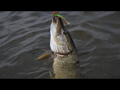 Видео: Дерзкие атаки щуки. Рыбалка с сыном