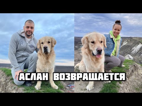 Видео: Аслан Вернулся | Голден Ретривер| Ретривер в горах | Меловые горы