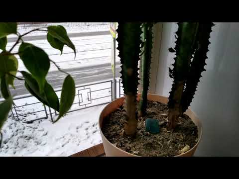 Видео: Молочай трехгранный. Мои ошибки.