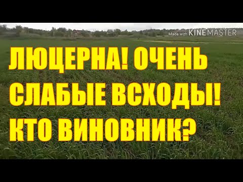 Видео: Люцерна, очень слабые всходы! Кто виновник?