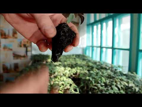Видео: Томат- растения сами подскажут !