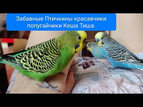 Видео: Ну очень ЗАБАВНЫЕ Птичкины красавчики