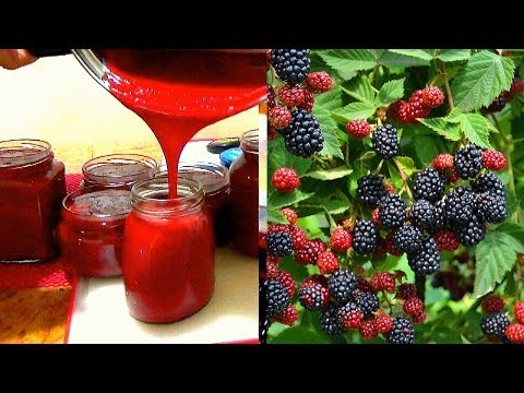 Видео: Рецепт приготовления - желе из ежевики, заготовка на зиму.