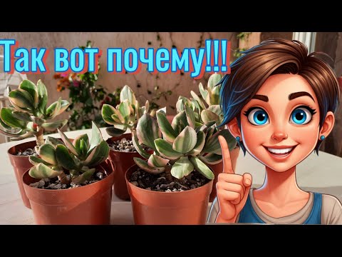 Видео: ПОЧЕМУ наши крассулы не растут? 7 ПРИЧИН. Болталка-перевалка триколоров и РЕЗУЛЬТАТ их формировки.