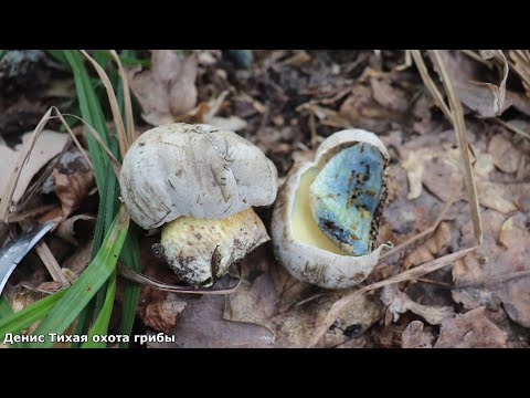 Видео: Зонтик смешанный и краснеющий | боровик коренящийся