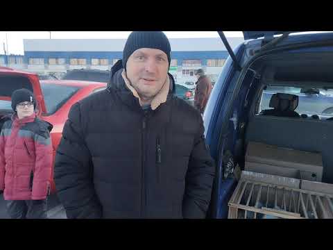 Видео: Ярмарка голубей г. Минск  23 февраля 2025 г.Pigeon Fair in Minsk, February 23, 2025