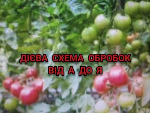 Видео: ДІЄВА СХЕМА ОБРОБОК ТОМАТІВ ВІД ХВОРОБ ТА ШКІДНИКІВ ПЕРЕВІРЕНА РОКАМИ ВІД А ДО Я !!?