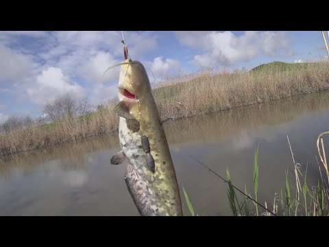 Видео: 27.04.23 Ловля сома и карася в хуторе Лебеди.