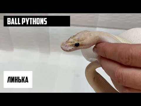 Видео: Ball pythons. Змеи. Королевские питоны: линька.