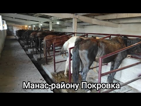 Видео: 50 жылкыга ,200 койго арналган бордоку сарай.