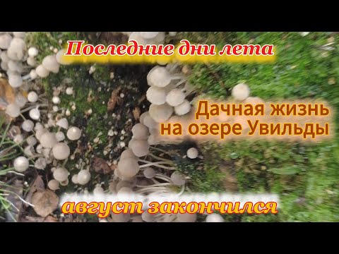 Видео: Последние дни лета на даче на озере Увильды