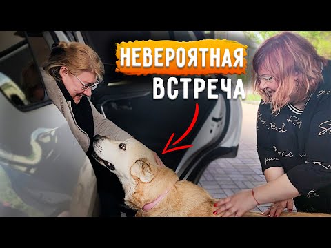 Видео: ПРИЕХАЛИ С ГЕРМАНИИ хозяева Розы. Оказали помощь. Забирают еще одного хвостика, кого?