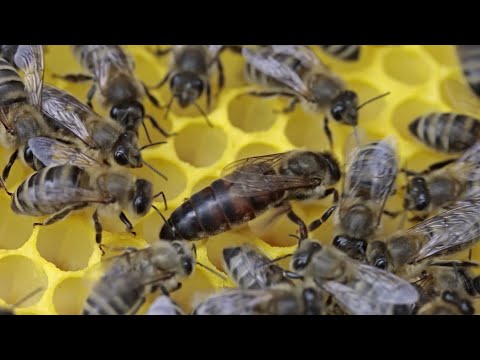 Видео: Сезон по виведенню бджоломаток відкрито 👍💪🐝