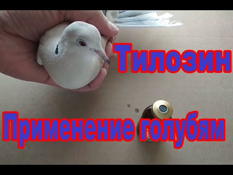 Видео: Тилозин. | Применение и дозировка для голубей