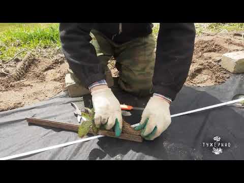 Видео: Посадка клубники на геотекстиль (спанбонд)