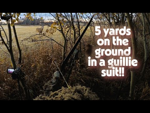 Видео: Охота на белохвостого оленя - костюм Гайли - на земле с расстояния 5 ярдов!