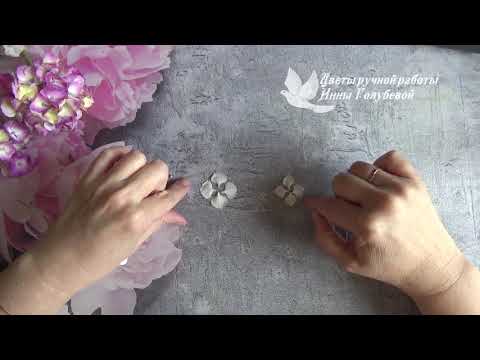 Видео: Гортензия