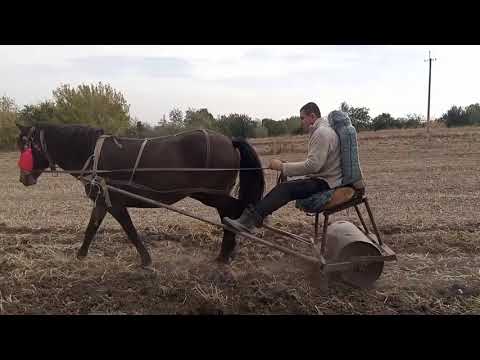 Видео: Коткуємо жито.Коні Черкащини