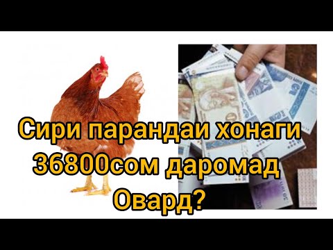 Видео: #ФаррухСаломов ПАРАНДАИ ХОНАГИЕ,КИ 368000СОМОНИ ДАРОМАД ОВАРД?