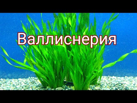 Видео: Валлиснерия. Уход , содержание, разведение.